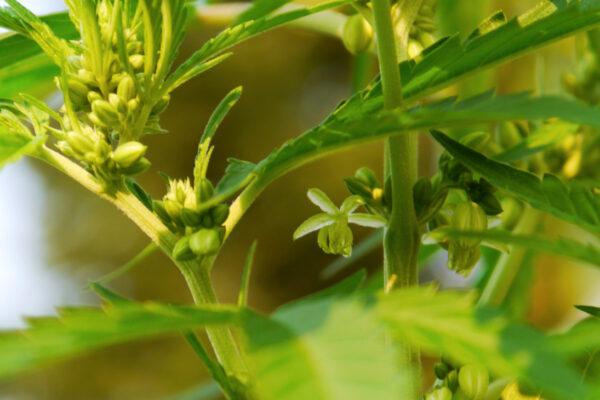 A marijuana plant