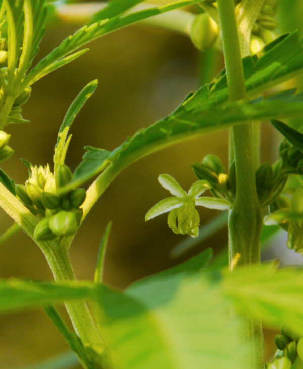 A marijuana plant