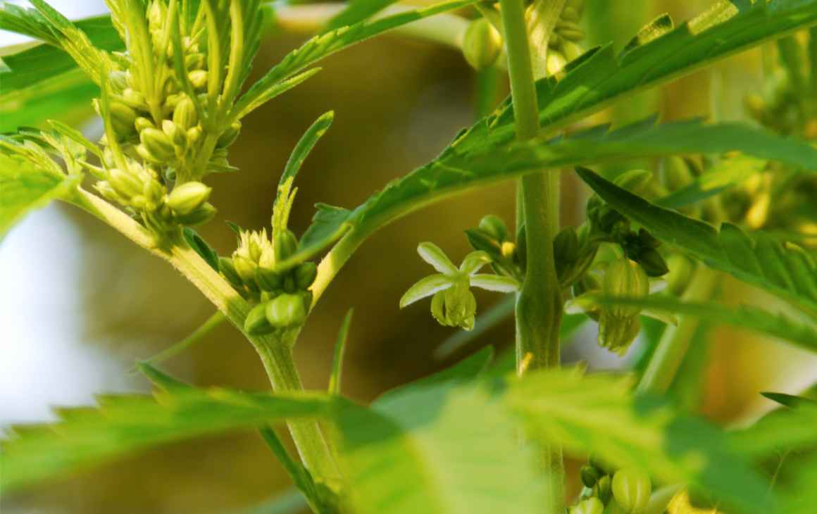 A marijuana plant